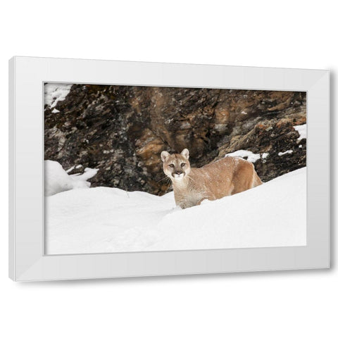 Cougar or Mountain Lion in deep winter snow-Puma concolor-controlled situation White Modern Wood Framed Art Print by Jones, Adam