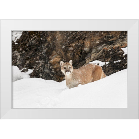 Cougar or Mountain Lion in deep winter snow-Puma concolor-controlled situation White Modern Wood Framed Art Print by Jones, Adam