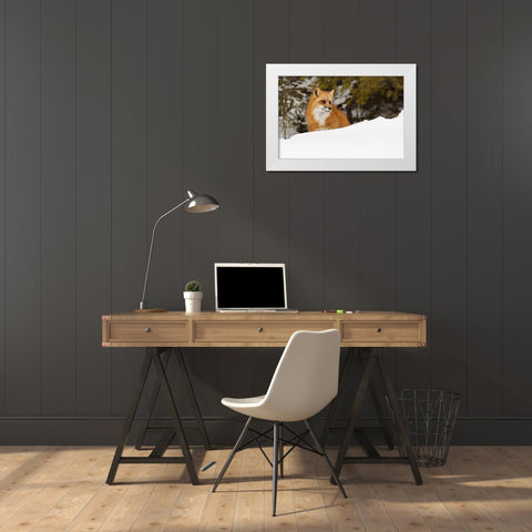 Red fox in deep winter snow-Vulpes vulpes-controlled situation-Montana White Modern Wood Framed Art Print by Jones, Adam