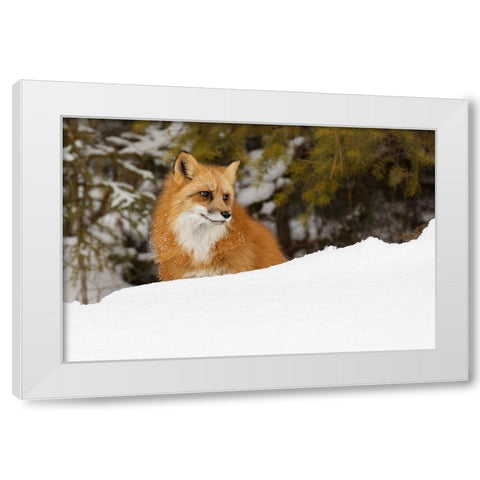 Red fox in deep winter snow-Vulpes vulpes-controlled situation-Montana White Modern Wood Framed Art Print by Jones, Adam
