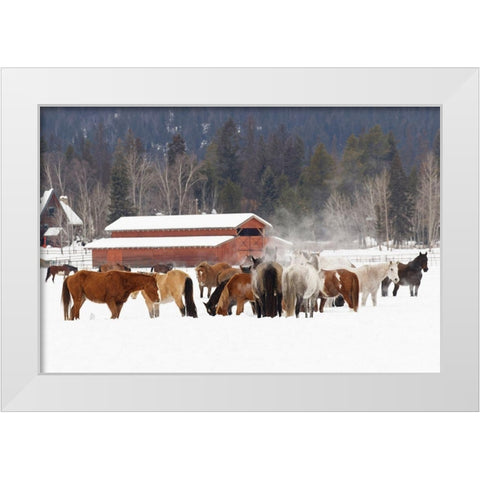 Rodeo horses running during winter roundup-Kalispell-Montana White Modern Wood Framed Art Print by Jones, Adam
