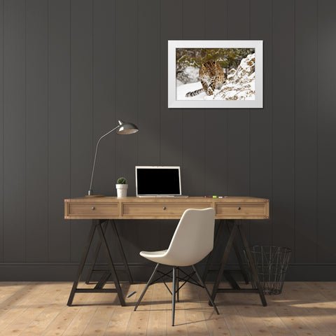 Amur leopard-Panthera pardus orientalis-controlled situation White Modern Wood Framed Art Print by Jones, Adam
