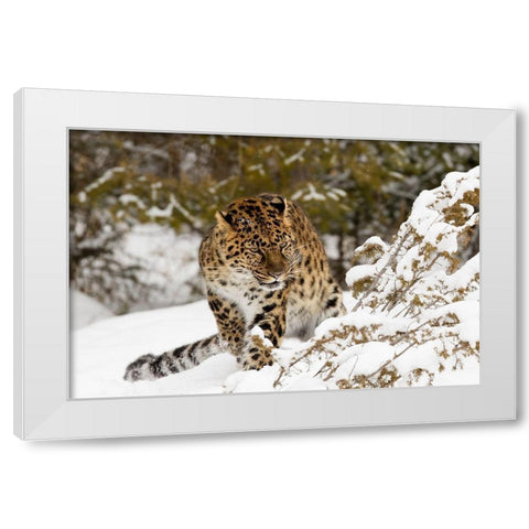 Amur leopard-Panthera pardus orientalis-controlled situation White Modern Wood Framed Art Print by Jones, Adam