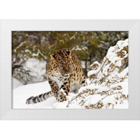 Amur leopard-Panthera pardus orientalis-controlled situation White Modern Wood Framed Art Print by Jones, Adam