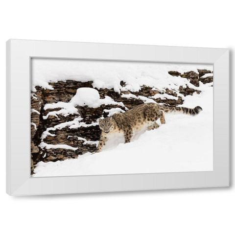 Snow leopard in winter snow-Panthera uncia-controlled situation White Modern Wood Framed Art Print by Jones, Adam