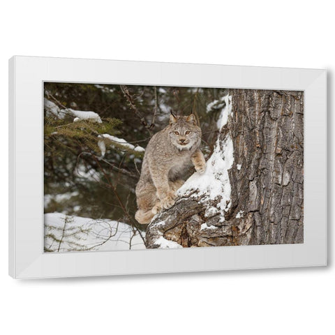 Canada lynx in winter-Lynx canadensis-controlled situation White Modern Wood Framed Art Print by Jones, Adam