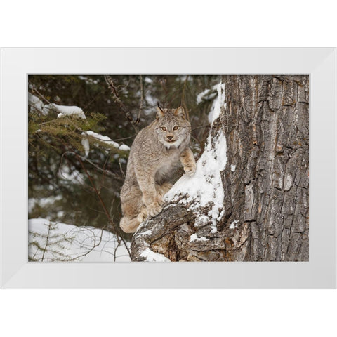Canada lynx in winter-Lynx canadensis-controlled situation White Modern Wood Framed Art Print by Jones, Adam