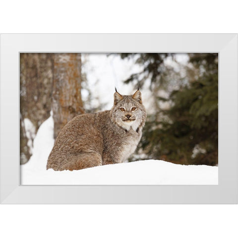 Canada lynx in winter-Lynx canadensis-controlled situation White Modern Wood Framed Art Print by Jones, Adam