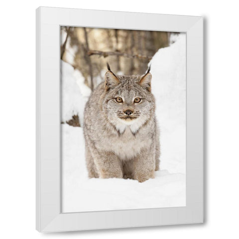 Canada lynx in winter-Lynx canadensis-controlled situation White Modern Wood Framed Art Print by Jones, Adam