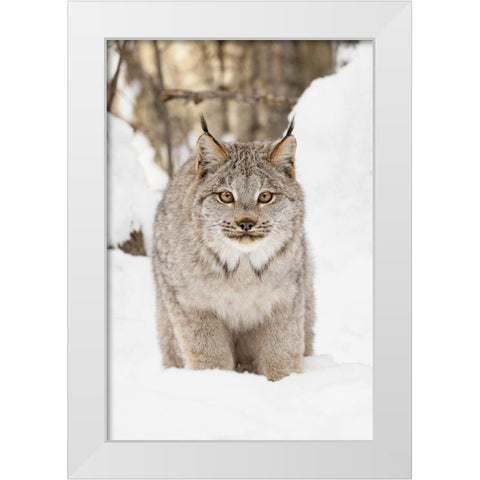 Canada lynx in winter-Lynx canadensis-controlled situation White Modern Wood Framed Art Print by Jones, Adam