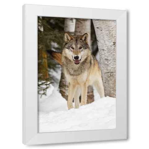 Tundra wolf-Canis lupus albus-in winter-controlled situation-Montana White Modern Wood Framed Art Print by Jones, Adam