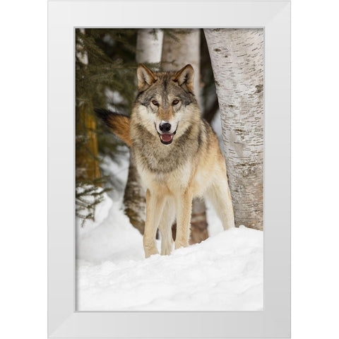 Tundra wolf-Canis lupus albus-in winter-controlled situation-Montana White Modern Wood Framed Art Print by Jones, Adam