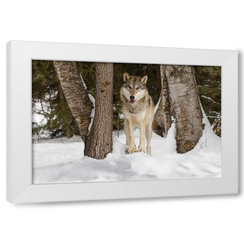 Tundra wolf-Canis lupus albus-in winter-controlled situation-Montana White Modern Wood Framed Art Print by Jones, Adam