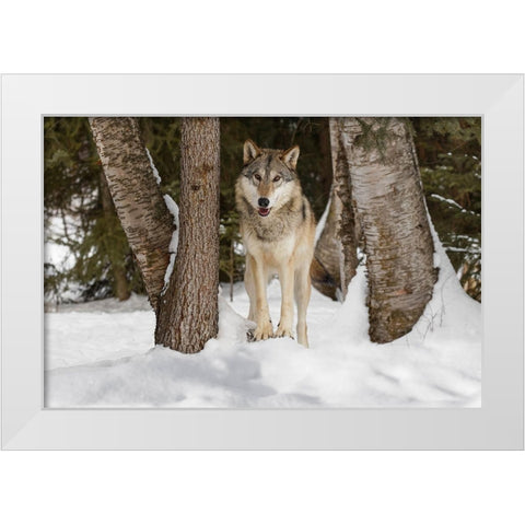 Tundra wolf-Canis lupus albus-in winter-controlled situation-Montana White Modern Wood Framed Art Print by Jones, Adam