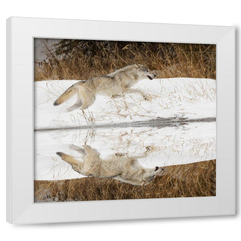 Tundra wolf running-Canis lupus albus-in winter-controlled situation-Montana White Modern Wood Framed Art Print by Jones, Adam