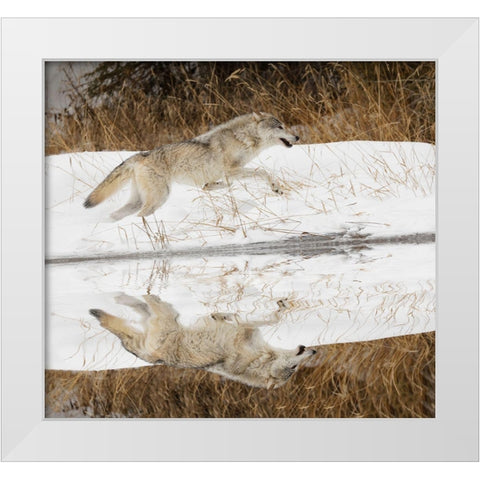 Tundra wolf running-Canis lupus albus-in winter-controlled situation-Montana White Modern Wood Framed Art Print by Jones, Adam