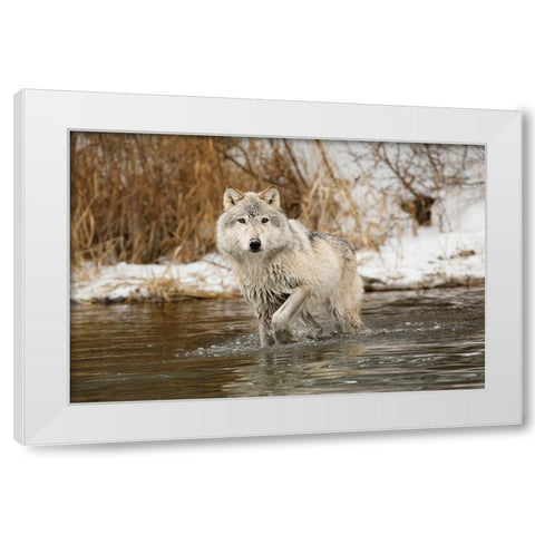 Tundra wolf-Canis lupus albus-in winter-controlled situation-Montana White Modern Wood Framed Art Print by Jones, Adam