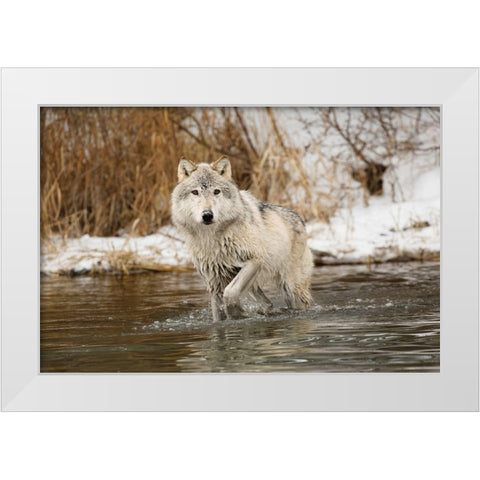 Tundra wolf-Canis lupus albus-in winter-controlled situation-Montana White Modern Wood Framed Art Print by Jones, Adam