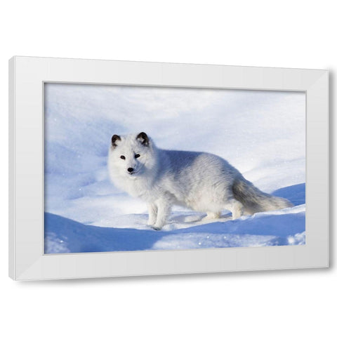 Arctic fox in winter-Vulpes lagopus-controlled situation White Modern Wood Framed Art Print by Jones, Adam
