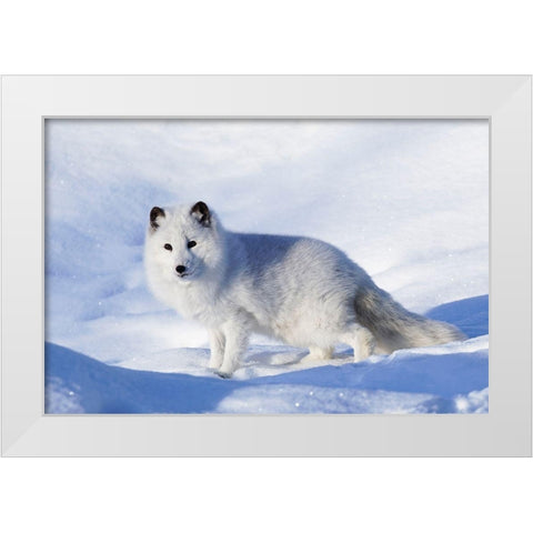Arctic fox in winter-Vulpes lagopus-controlled situation White Modern Wood Framed Art Print by Jones, Adam
