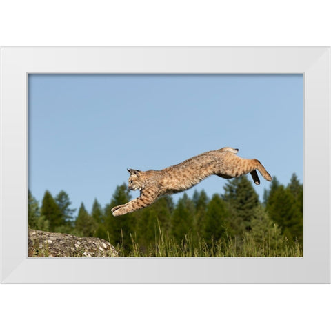 Bobcat jumping-Lynx Rufus Captive White Modern Wood Framed Art Print by Jones, Adam
