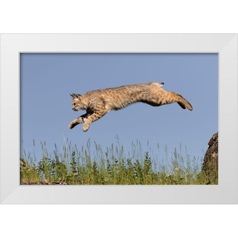 Bobcat jumping-Lynx Rufus Captive White Modern Wood Framed Art Print by Jones, Adam