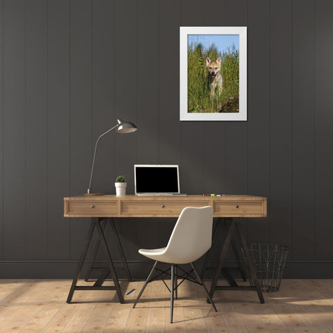 Wolf pup-Canis lupus-Captive White Modern Wood Framed Art Print by Jones, Adam