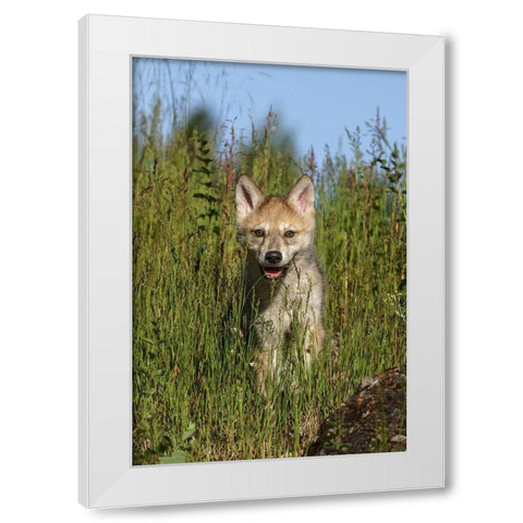 Wolf pup-Canis lupus-Captive White Modern Wood Framed Art Print by Jones, Adam