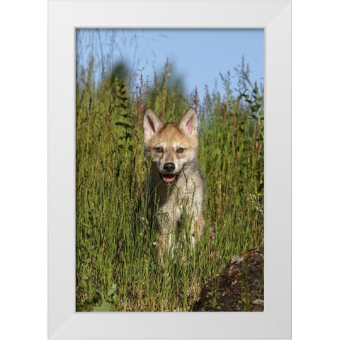 Wolf pup-Canis lupus-Captive White Modern Wood Framed Art Print by Jones, Adam