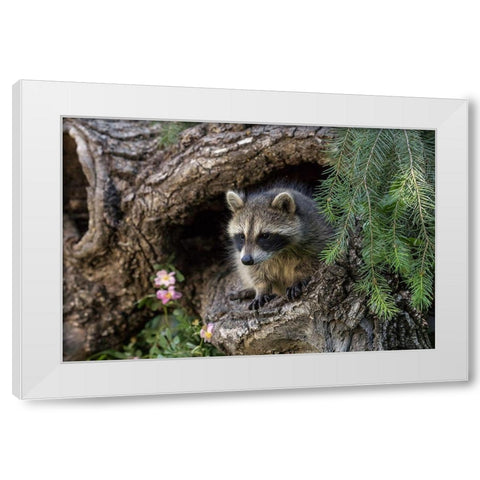 North American raccoon-in hollow log-Procyon lotor-Montana White Modern Wood Framed Art Print by Jones, Adam
