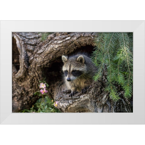 North American raccoon-in hollow log-Procyon lotor-Montana White Modern Wood Framed Art Print by Jones, Adam