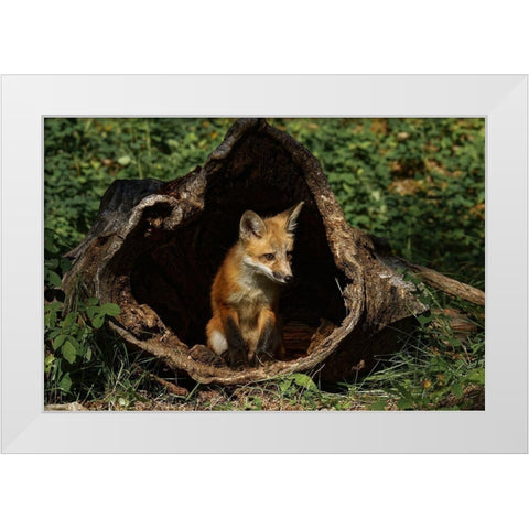 Red Fox kit-Vulpes Vulpes Captive White Modern Wood Framed Art Print by Jones, Adam