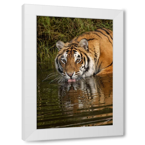 Siberian Tiger reflection while drinking-Panthera tigris Altaic Captive White Modern Wood Framed Art Print by Jones, Adam