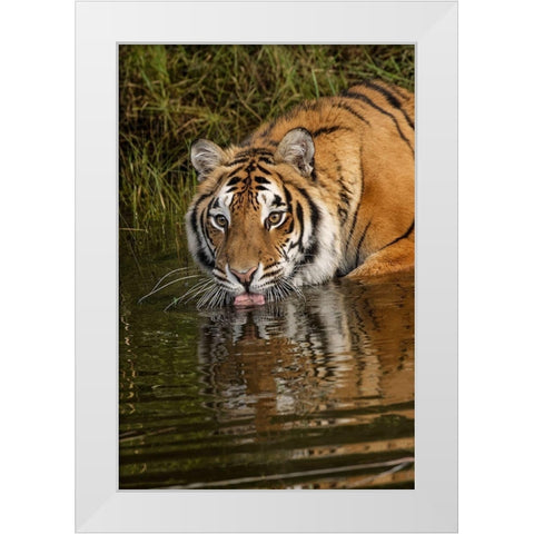 Siberian Tiger reflection while drinking-Panthera tigris Altaic Captive White Modern Wood Framed Art Print by Jones, Adam