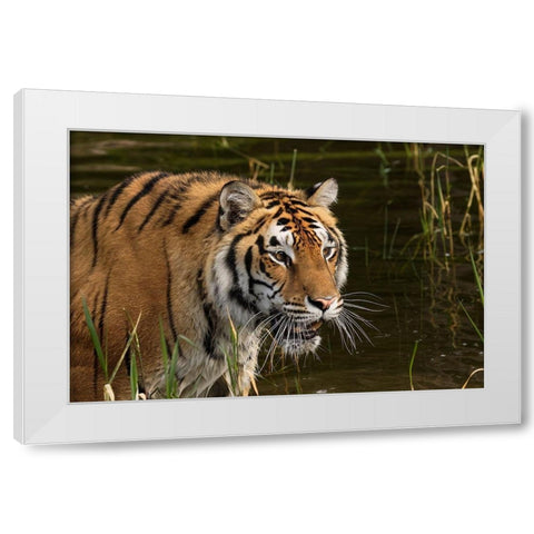 Siberian Tiger-Panthera tigris Altaic Captive White Modern Wood Framed Art Print by Jones, Adam
