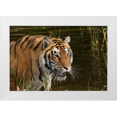 Siberian Tiger-Panthera tigris Altaic Captive White Modern Wood Framed Art Print by Jones, Adam