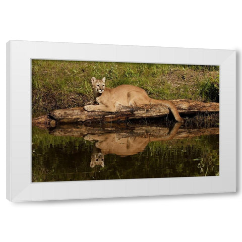Mountain lion and reflection on pond-Kalispell-Montana controlled situation Puma concolor White Modern Wood Framed Art Print by Jones, Adam
