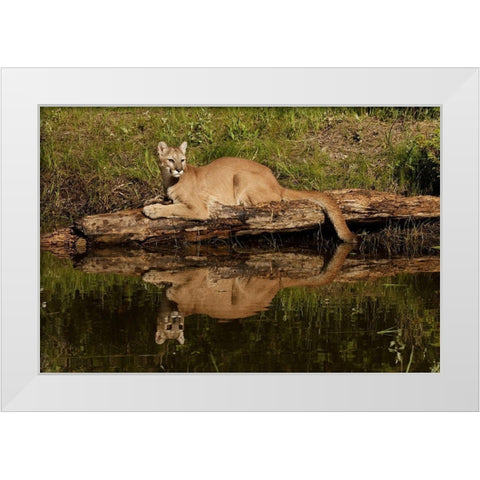 Mountain lion and reflection on pond-Kalispell-Montana controlled situation Puma concolor White Modern Wood Framed Art Print by Jones, Adam