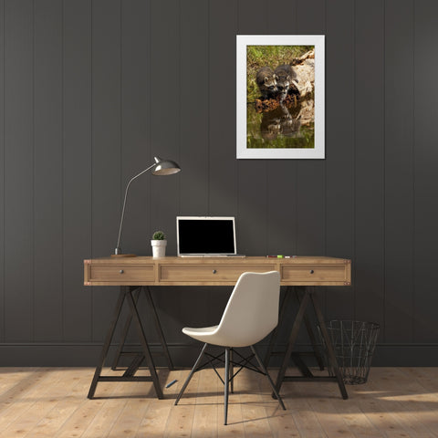 North American raccoon-and reflection on pond-Procyon lotor-Montana White Modern Wood Framed Art Print by Jones, Adam