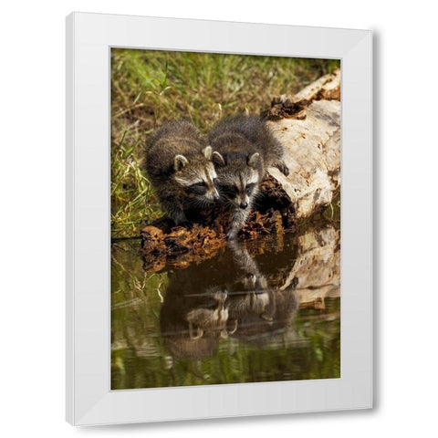 North American raccoon-and reflection on pond-Procyon lotor-Montana White Modern Wood Framed Art Print by Jones, Adam