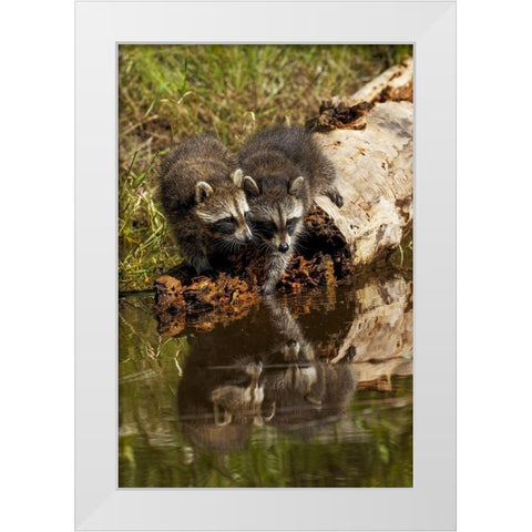 North American raccoon-and reflection on pond-Procyon lotor-Montana White Modern Wood Framed Art Print by Jones, Adam