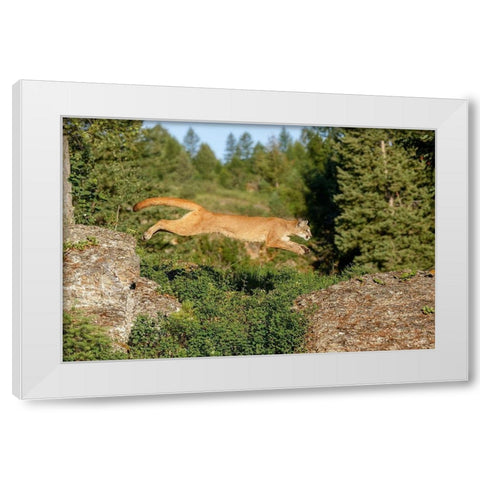 Mountain lion jumping across rocks-Puma concolor-Captive White Modern Wood Framed Art Print by Jones, Adam