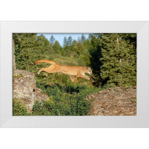 Mountain lion jumping across rocks-Puma concolor-Captive White Modern Wood Framed Art Print by Jones, Adam