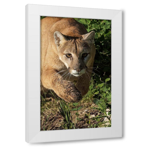 Mountain lion stalking-Puma concolor-Captive White Modern Wood Framed Art Print by Jones, Adam