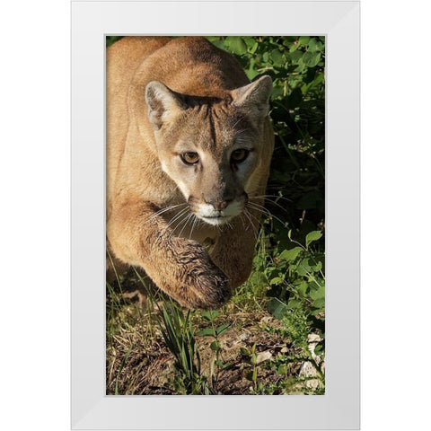 Mountain lion stalking-Puma concolor-Captive White Modern Wood Framed Art Print by Jones, Adam