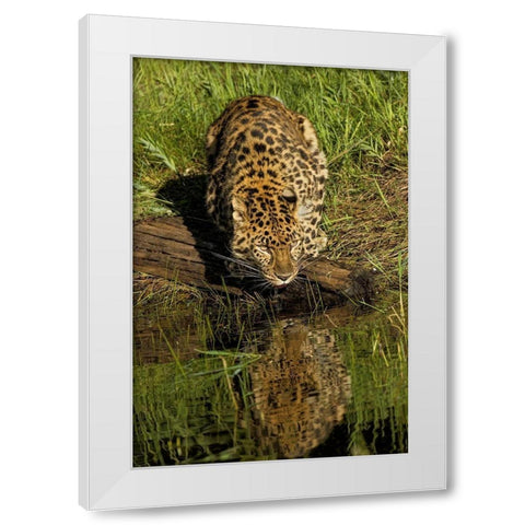 Amur Leopard and reflection while drinking-Panthera pardus orientalis-Captive White Modern Wood Framed Art Print by Jones, Adam