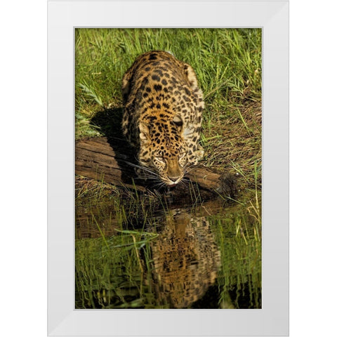 Amur Leopard and reflection while drinking-Panthera pardus orientalis-Captive White Modern Wood Framed Art Print by Jones, Adam
