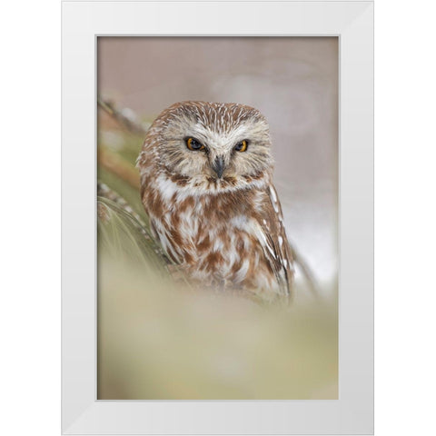 Northern saw-whet owl-Aegolius acadicus-controlled situation-Montana White Modern Wood Framed Art Print by Jones, Adam