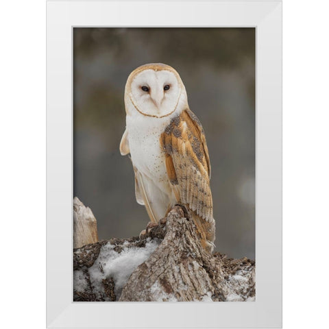 Barn owl-Tyto alba-controlled situation-Montana White Modern Wood Framed Art Print by Jones, Adam