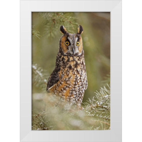 Long-eared owl-Asio otus-controlled situation-Montana White Modern Wood Framed Art Print by Jones, Adam